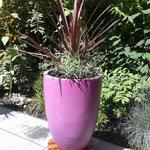 Cordyline australis 'Red Star' - 