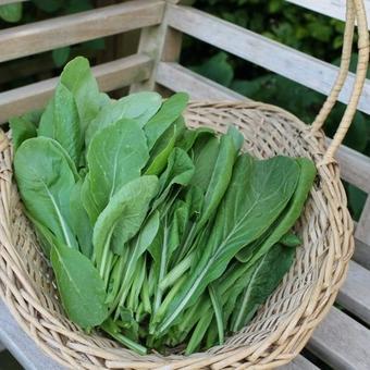 Brassica rapa var. perviridis