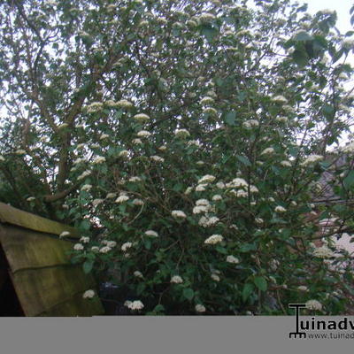 Viburnum lantana - Viorne lantane - Viburnum lantana