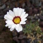 Rhodanthemum catananche - 