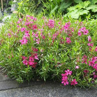 Phlox subulata 'Scarlet Flame'