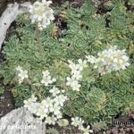 Saxifraga paniculata - Rispen-Steinbrech