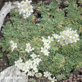 Saxifraga paniculata