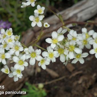 Saxifraga paniculata