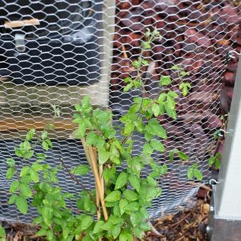 Clematis 'Ashra'