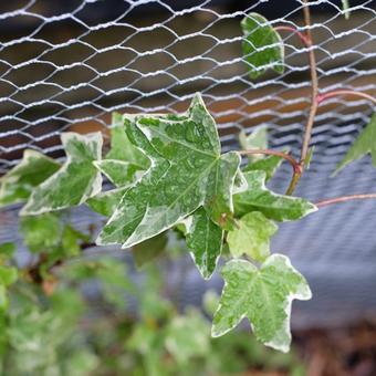 Hedera helix 'Eva'