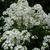 Hesperis matronalis 'Alba'