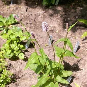 Persicaria bistorta