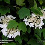 Viburnum opulus 'Nanum' - 