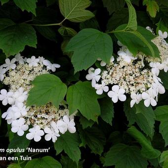 Viburnum opulus 'Nanum'