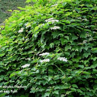 Viburnum opulus 'Nanum'