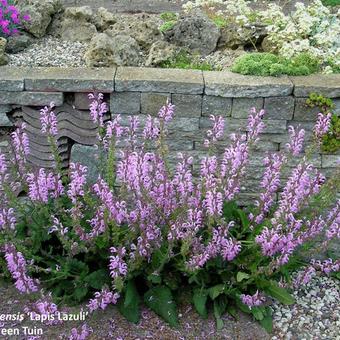 Salvia pratensis 'Lapis Lazuli'