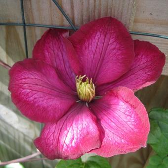 Clematis 'Rebecca'