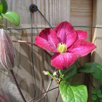 Clematis 'Rebecca'