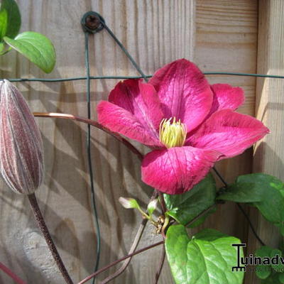 Clematis 'Rebecca' - 