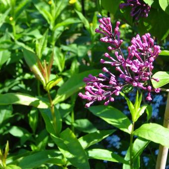 Syringa meyeri ‘Miss Elly’