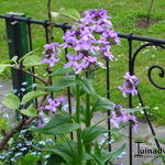 Hesperis matronalis 'Purpurea' - 