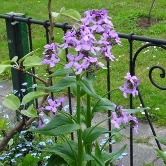 Hesperis matronalis 'Purpurea'