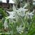 Ornithogalum nutans