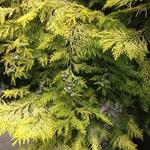 Chamaecyparis lawsoniana - 