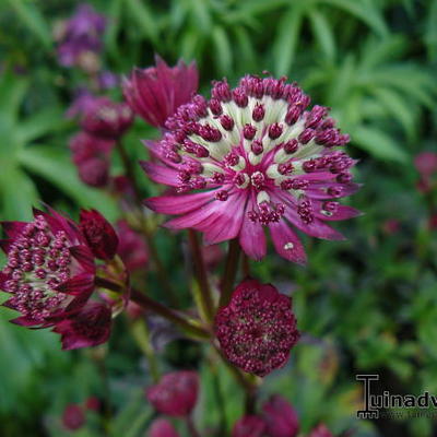 Astrantia major 'Dark Shiny Eyes' - 