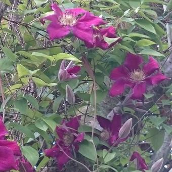 Clematis viticella 'Ernest Markham'