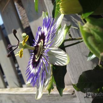 Passiflora caerulea