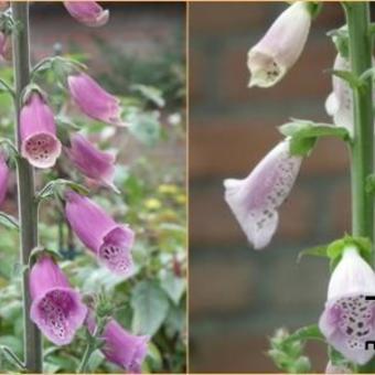 Digitalis purpurea