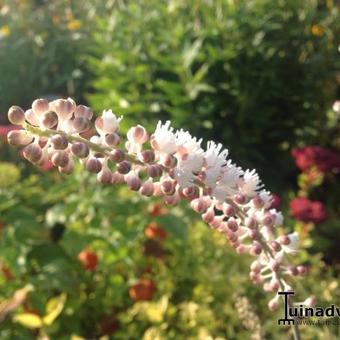 Actaea simplex