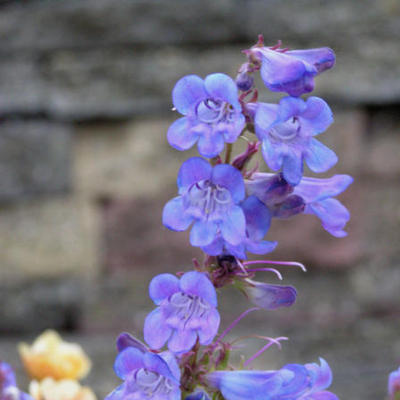 Penstemon leiophyllus - 