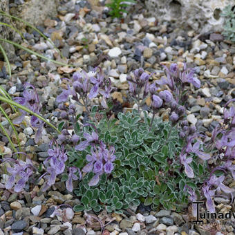 Teucrium aroanium