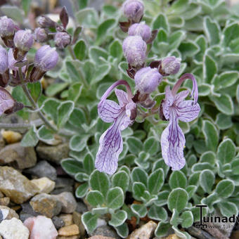 Teucrium aroanium