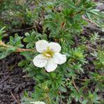 Potentilla fruticosa 'McKay's White' - 