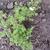 Potentilla fruticosa 'McKay's White'