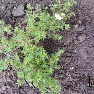 Potentilla fruticosa 'McKay's White' - 