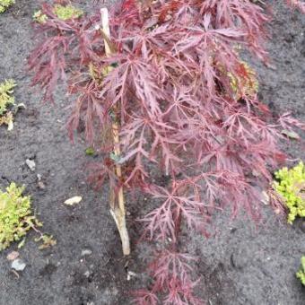 Acer palmatum 'Crimson Queen'