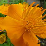 Trollius ircuticus - 