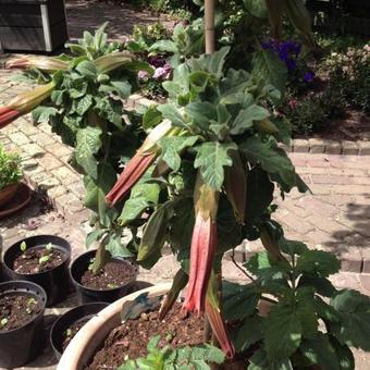 Brugmansia 'Cordata Red'