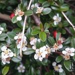 Cotoneaster  x suecicus 'Coral Beauty' - Cotoneaster x suecicus 'Coral Beauty' - Cotoneaster  x suecicus 'Coral Beauty'