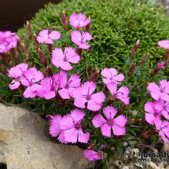 Dianthus 'Eileen Lever'