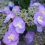 Hydrangea macrophylla FLAIR & FLAVOUR 'Blueberry Cheesecake' - Hydrangea macrophylla FLAIR &amp; FLAVOUR 'Blueberry Cheesecake'