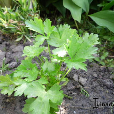 Italienische Petersilie - Petroselinum crispum var. neapolitanum