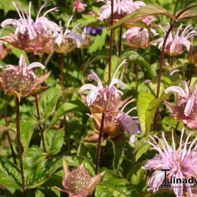 Monarda bradburiana - Monarda bradburiana