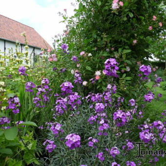 Erysimum 'Bowles Mauve'