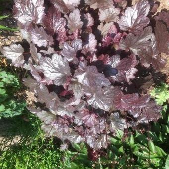 Heuchera 'Plum Pudding'