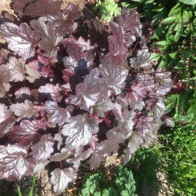 Heuchera 'Plum Pudding' - Heuchera 'Plum Pudding'