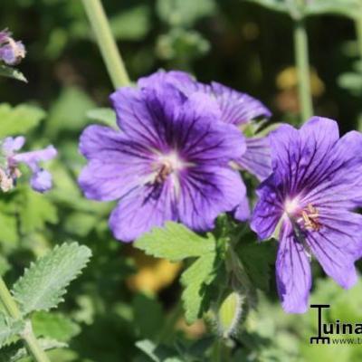 Geranium 'Alan Mayes' - Geranium 'Alan Mayes'