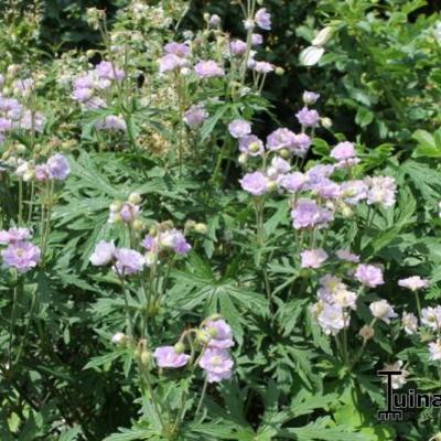 Geranium pratense 'Summer Skies' - 