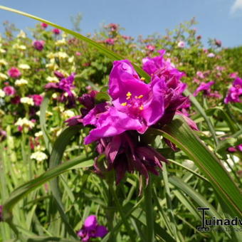 Tradescantia andersoniana 'Red Grape'