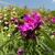 Tradescantia andersoniana 'Red Grape'